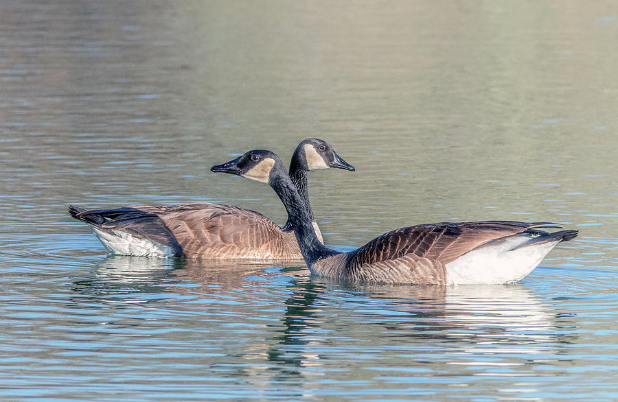 Canada Geese 6735-012520-2 #1 Photograph by Tam Ryan