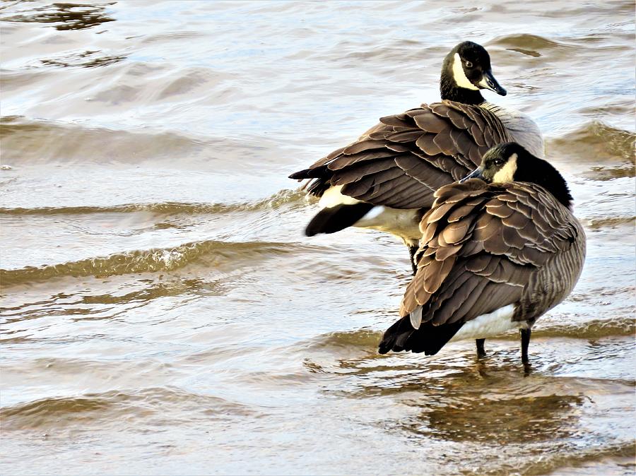 Canada Geese on the Delaware River #1 Photograph by Linda Stern