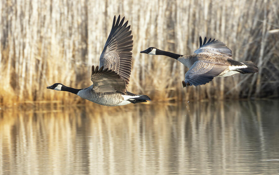 Canada Geese Pair #1 Photograph by Kent Keller