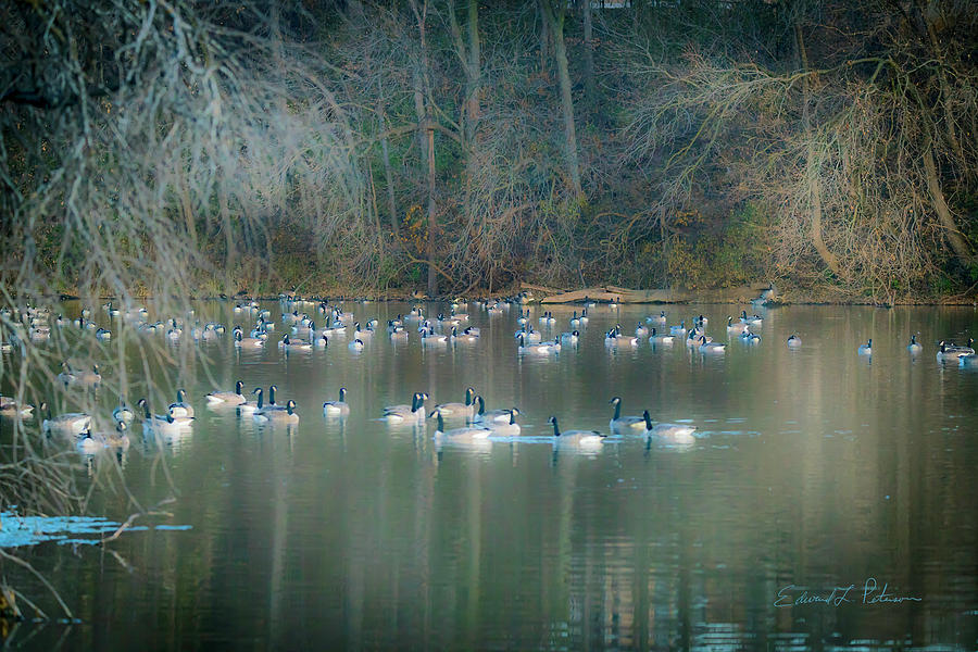 Canada Geese Stop Over #1 Photograph by Ed Peterson
