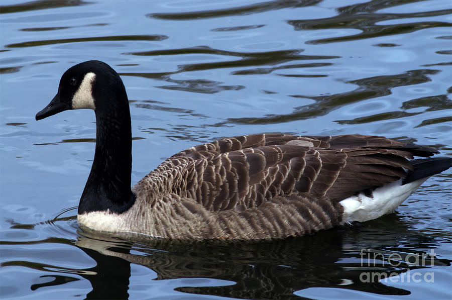 Canada Goose, Alkington Woods, Manchester, UK #1 Photograph by Pics By Tony