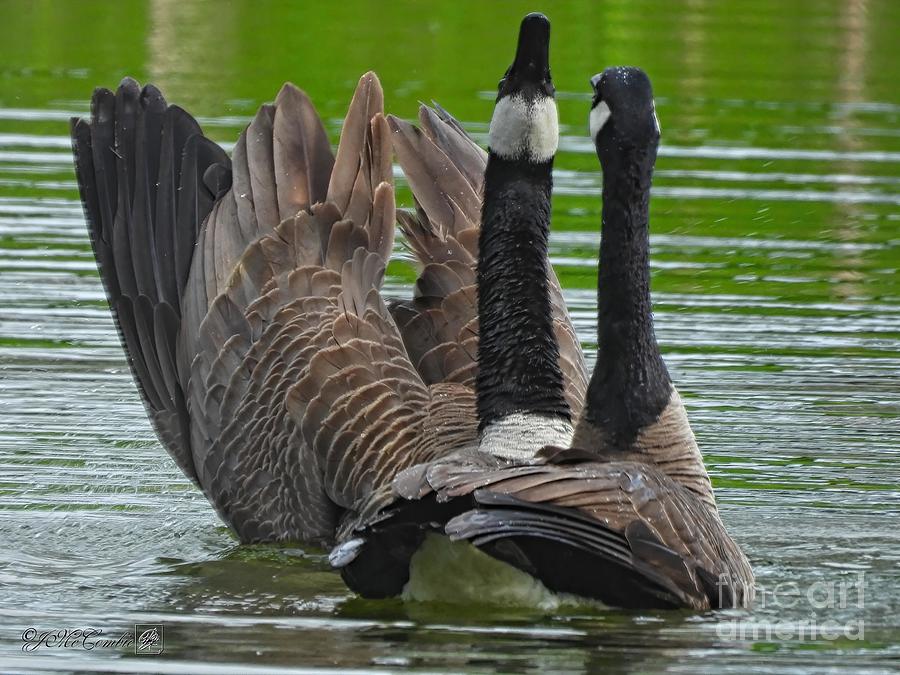 Canada Goose Couple #5 Photograph by J McCombie