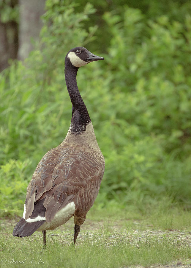 Canada Goose #1 Photograph by David Lee