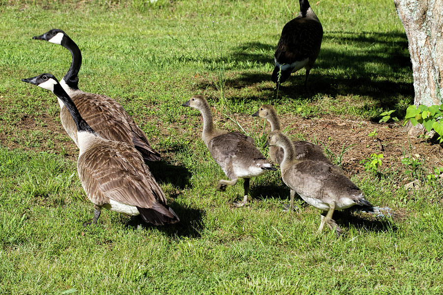 Canada Goose Family With Almost Mature Goslings - Branta canadensis maxima #1 Photograph by Kathy Clark