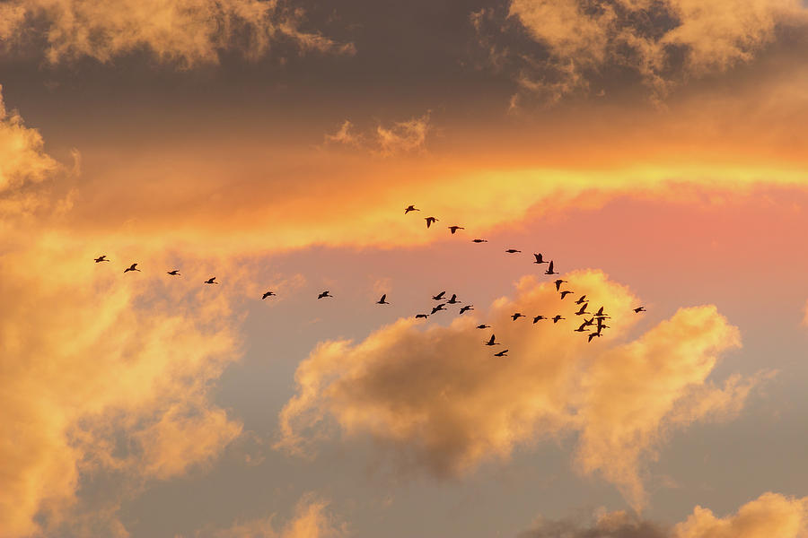 Canada Goose flying in the sky at sunset Photograph by Catherine Landry