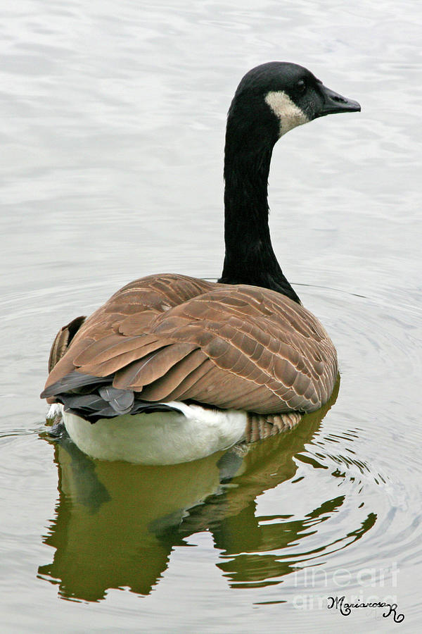 Canada Goose #1 Photograph by Mariarosa Rockefeller
