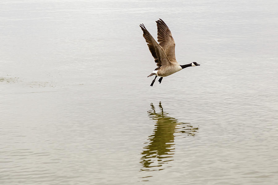 Canada goose taking flight #1 Photograph by SAURAVphoto Online Store