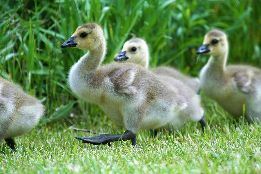 Canadian Geese Goslings Photograph