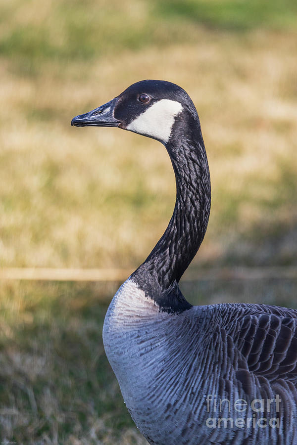 Canadian Goose Photograph By Connie Allen - Fine Art America