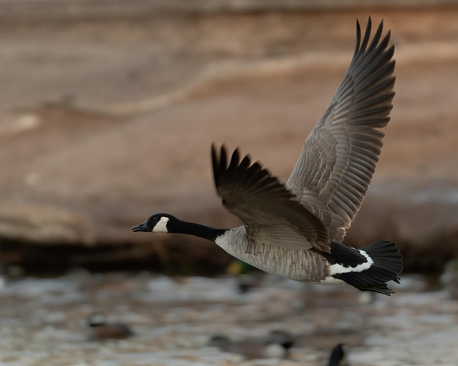 Canadian Goose in flight #1 Photograph by Gary Langley