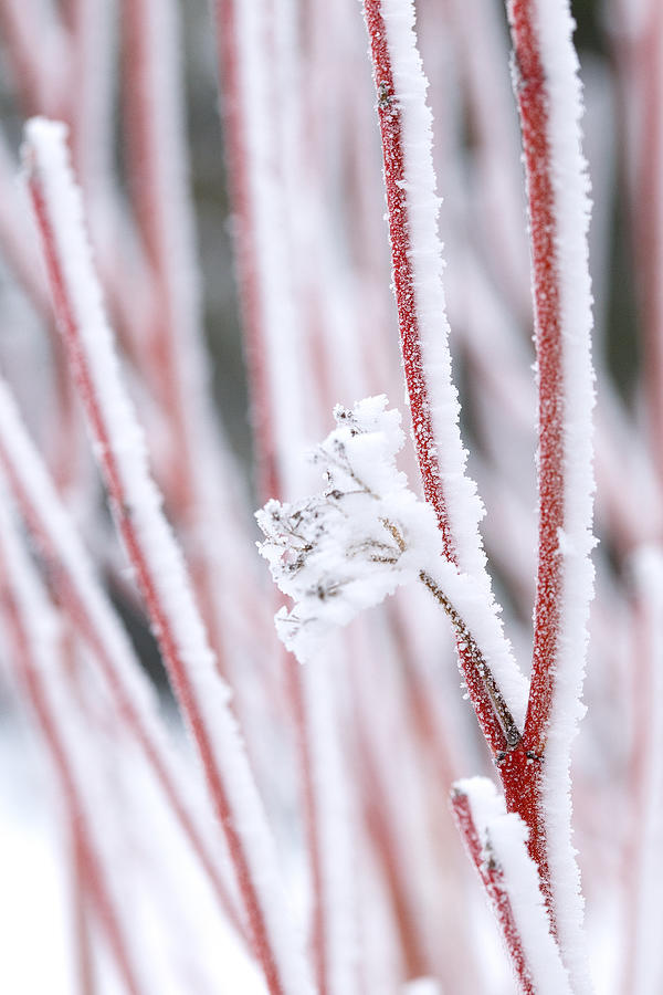 Candy Canes Photograph by Jan Day