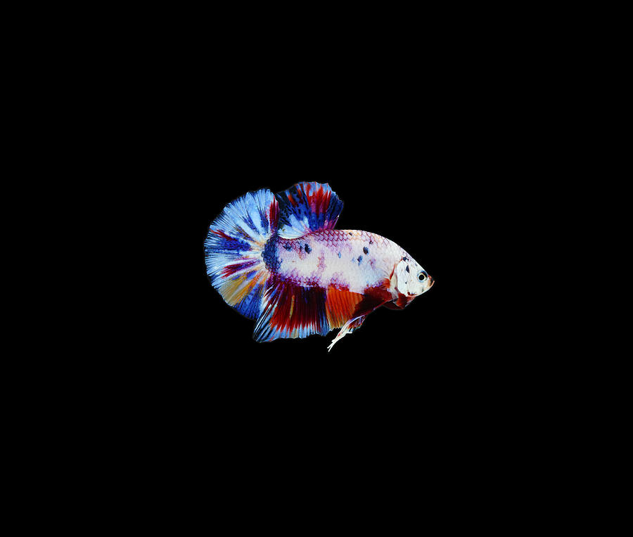 Candy Multicolor Betta Fish #1 Photograph by Sambel Pedes