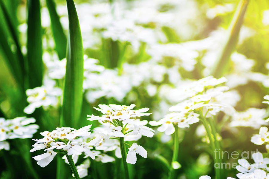 Candytuft Iberis Sempervirens beautiful flowers blossoming in spring season #1 Photograph by Gregory DUBUS