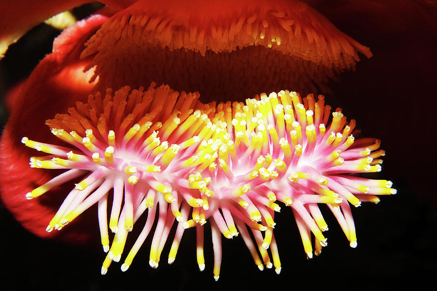 Cannonball Tree Flower Photograph by Zeeshan Mirza - Fine Art America