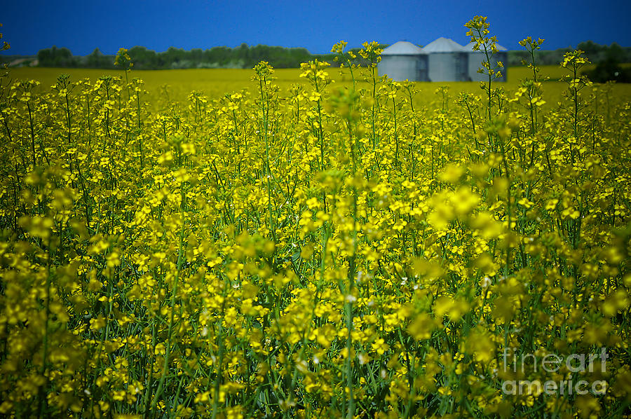Midwest Canola Field Photograph by Bob Mintie