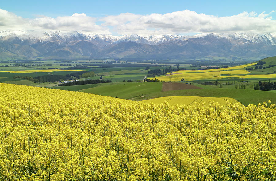 Canola Field in New Zealand #1 Photograph by Pla Gallery - Pixels