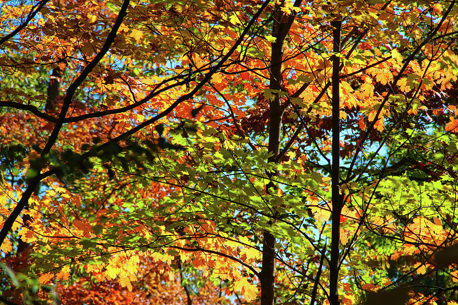 Canopy Of Color Photograph