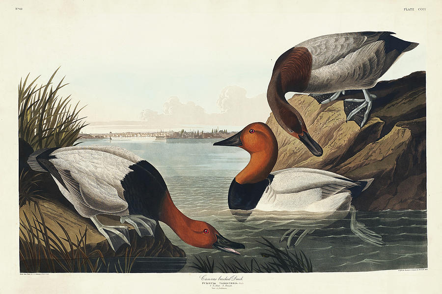 Canvas backed Duck #1 Drawing by John James Audubon Canvas backed Duck #1 Drawing by John James Audubon