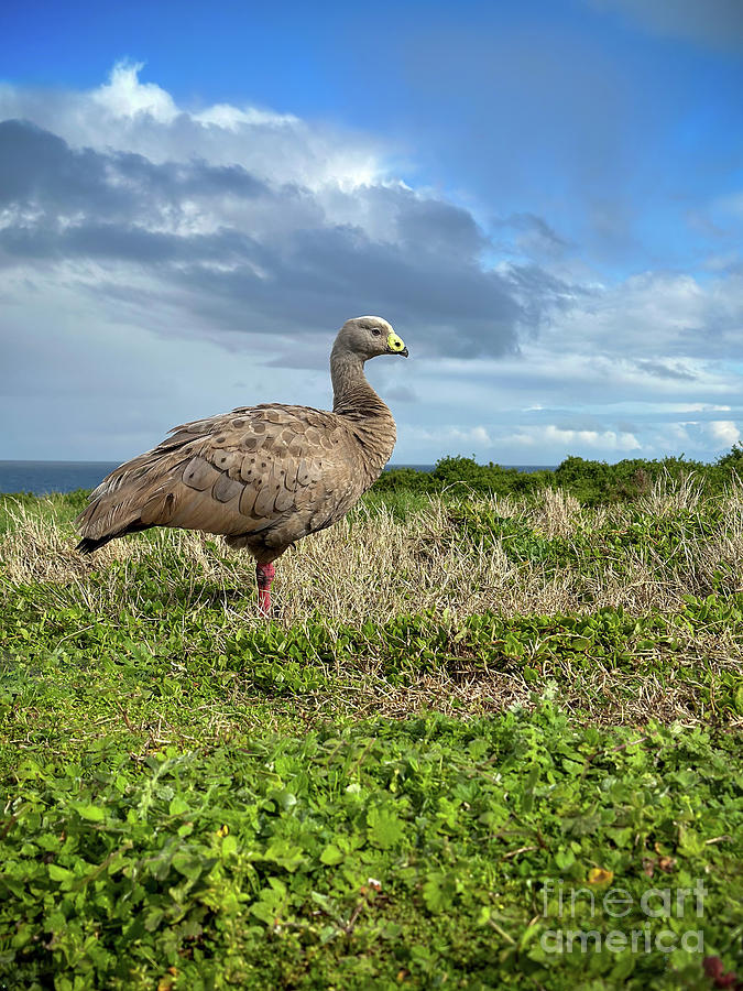 Nature Photograph - Cape Barren Goose #1 by THP Creative
