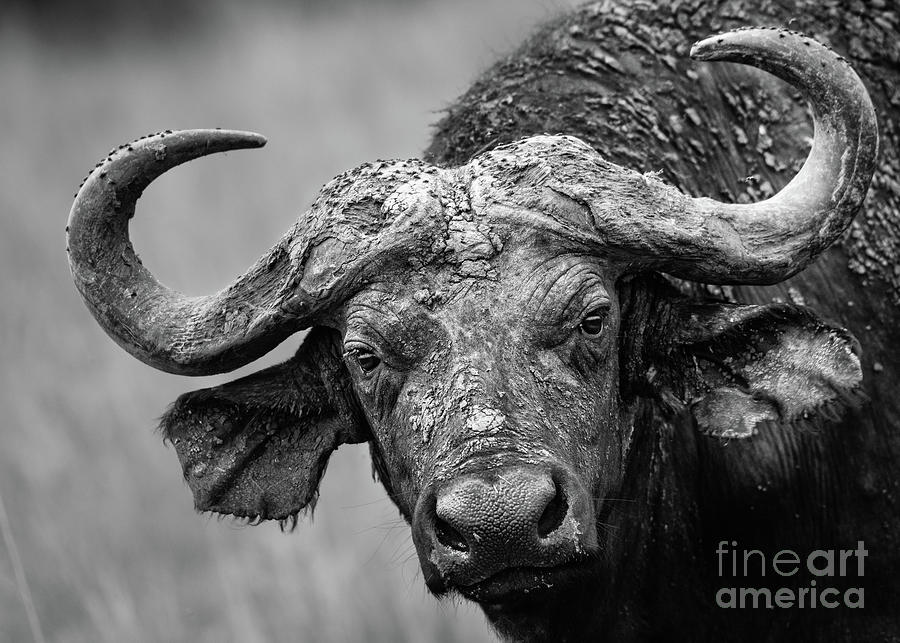 Cape Buffalo Photograph