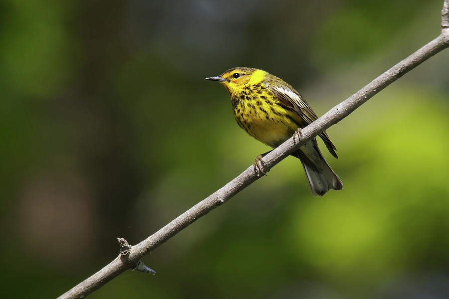 Cape May Warbler #1 Photograph by Brook Burling