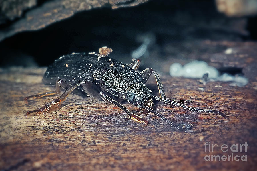 Carabus nemoralis Bronze Carabid Ground Beetle Insect Photograph by ...