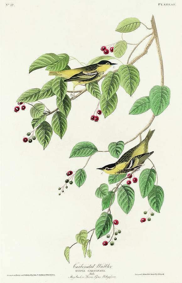 Audubon Birds Drawing - Carbonated Warbler #1 by John James Audubon