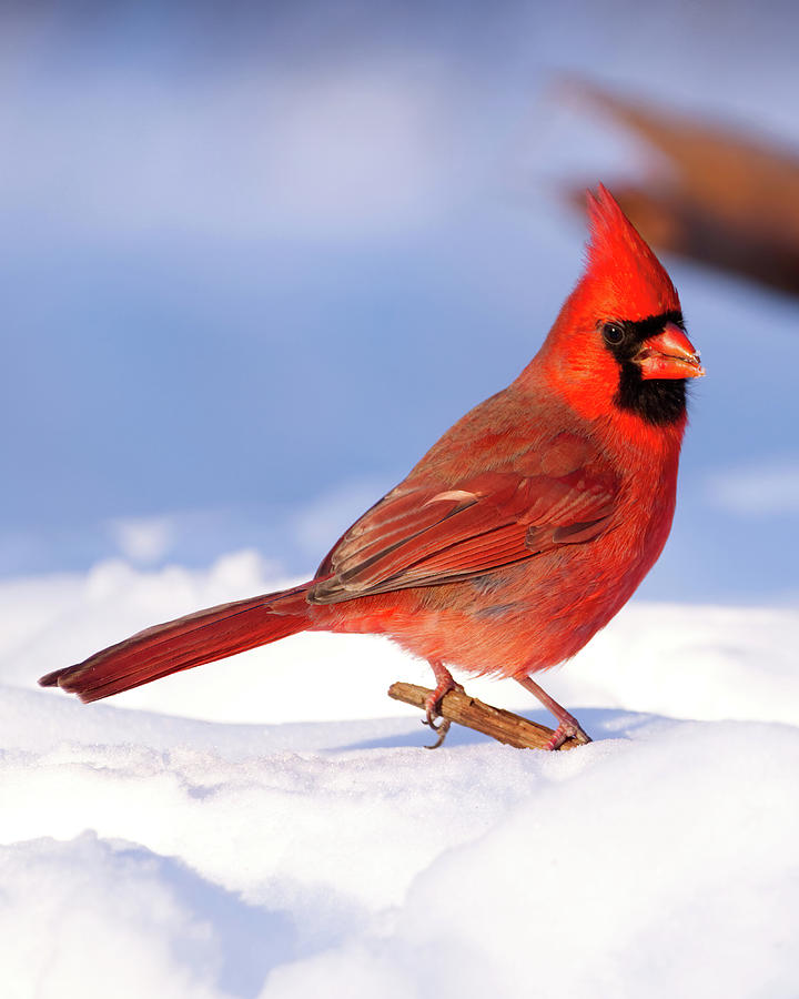 Card - Cardinal in Snow Photograph by Flinn Hackett