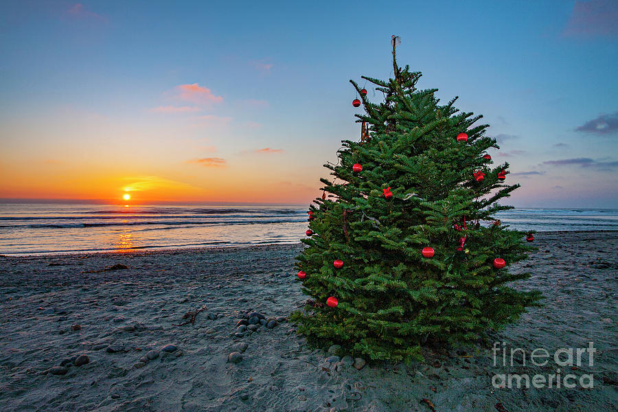 Cardiff Christmas Tree #2 Photograph by Daniel Knighton