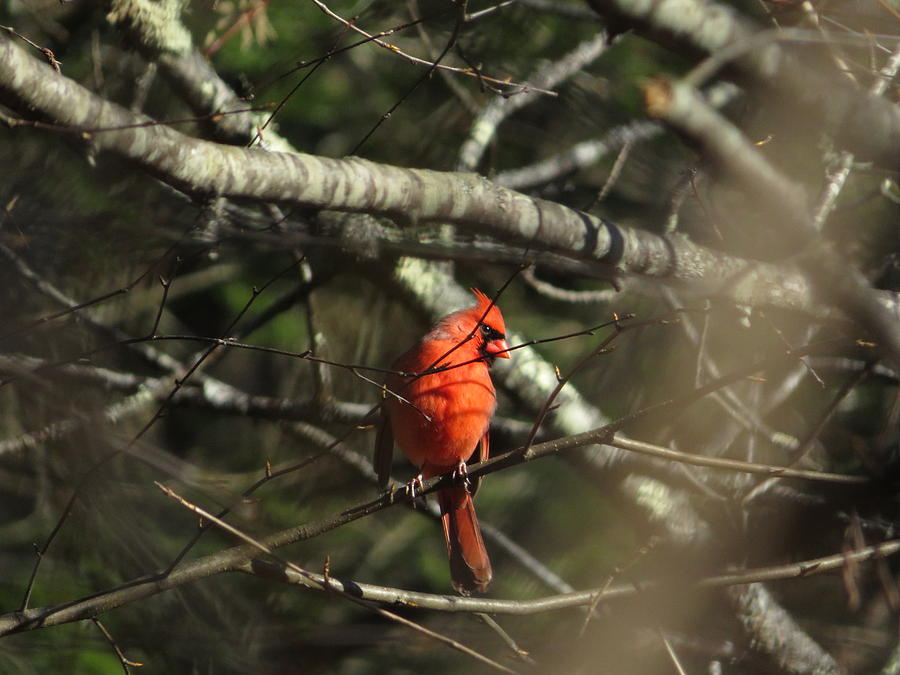 Nature Photograph - Cardinal - #10467 #1 by StormBringer Photography