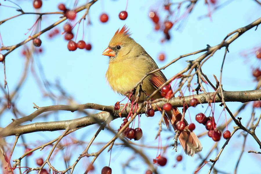 Cardinal Berries #1 Photograph by Brook Burling