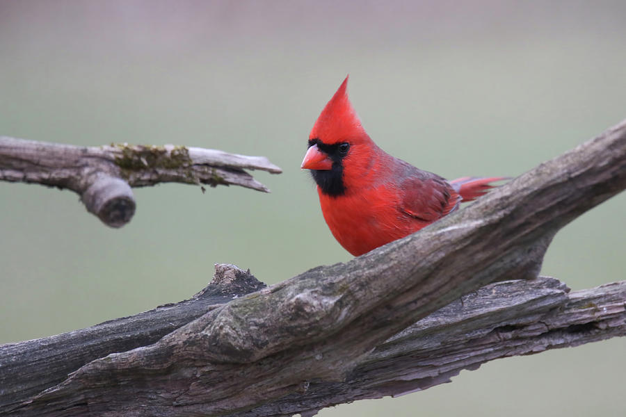 Cardinal #1 Photograph by Brook Burling