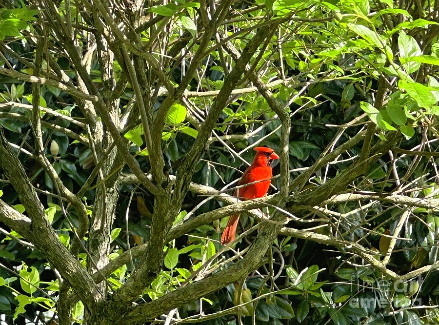Cardinal #2 Photograph by Catherine Wilson