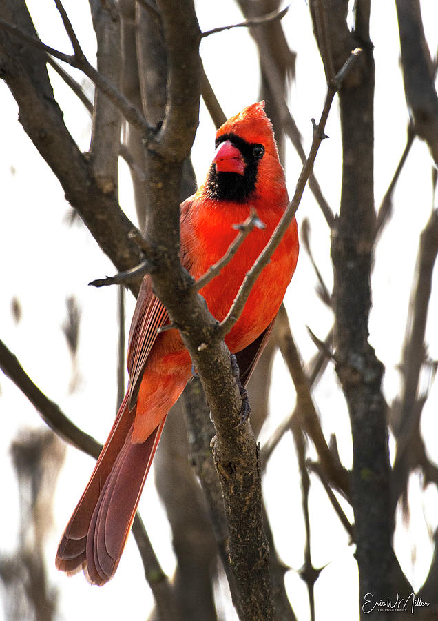 Cardinal #1 Photograph by Eric Miller