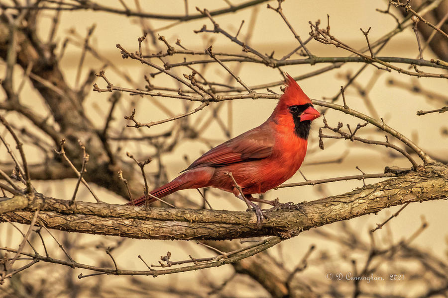 Cardinal in the Tree #1 Photograph by Dorothy Cunningham
