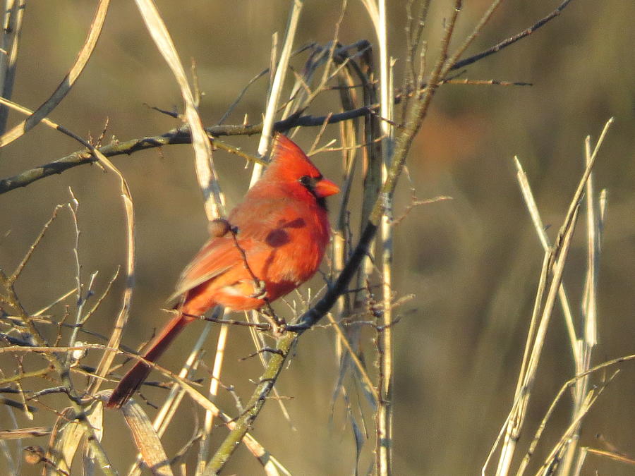 Oklahoma Cardinal morning Photograph by Virginia White