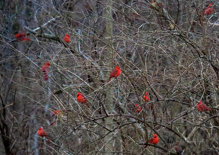 Cardinals Galore #1 Photograph by PJQandFriends Photography