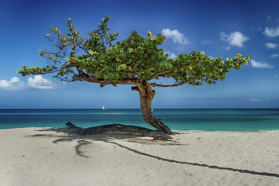 Beach Photograph - Caribbean Beach Tree #2 by John Gilham Beach Photograph - Caribbean Beach Tree #2 by John Gilham