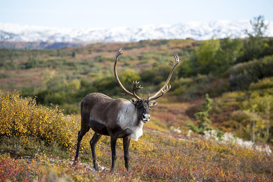 Caribou in Fall #1 Photograph by Daniel A. Leifheit