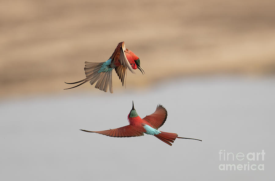 Carmine bee-eaters #1 Photograph by Patrick Nowotny