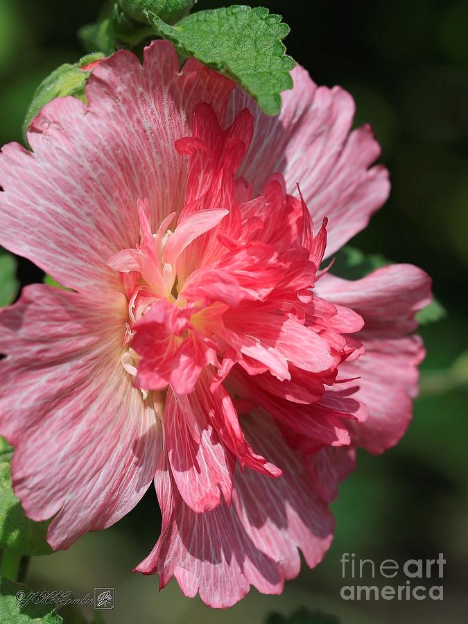 Carmine Rose Hollyhock from the Spring Celebrities Formula Mix #5 Photograph by J McCombie