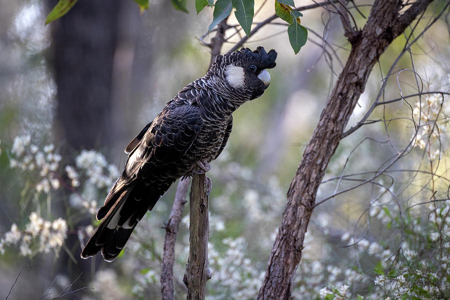 Carnabys Black Cockatoo Hen #1 Photograph by Diana Andersen