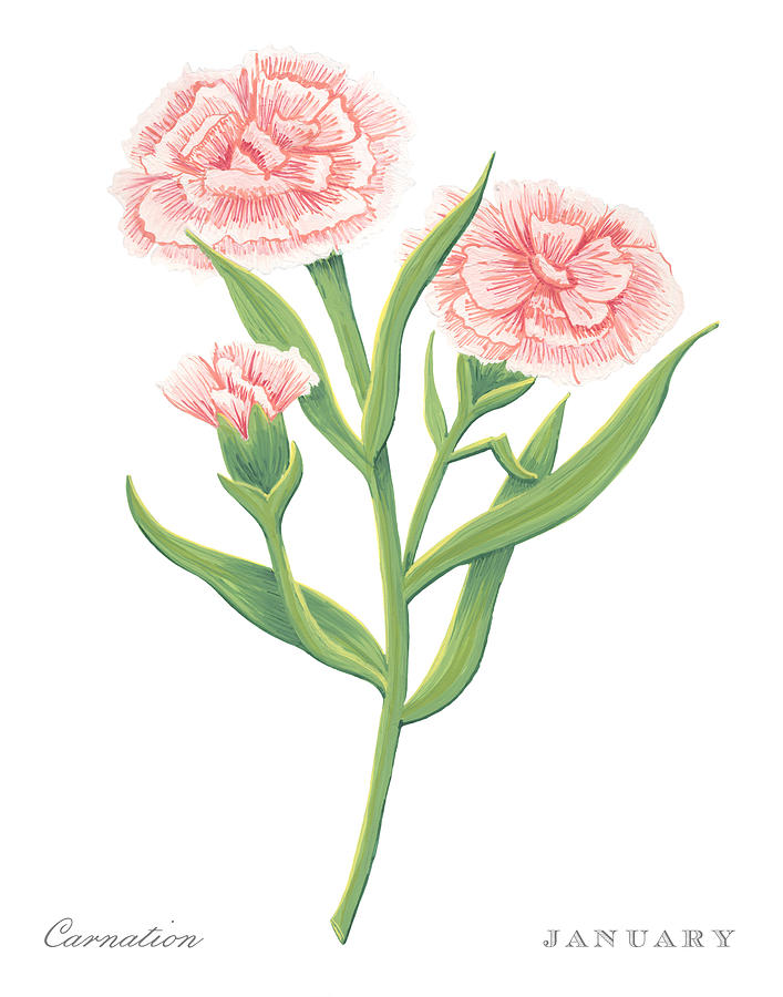 Carnation January Birth Month Flower Botanical Print on White - Art by Jen Montgomery #2 Painting by Jen Montgomery