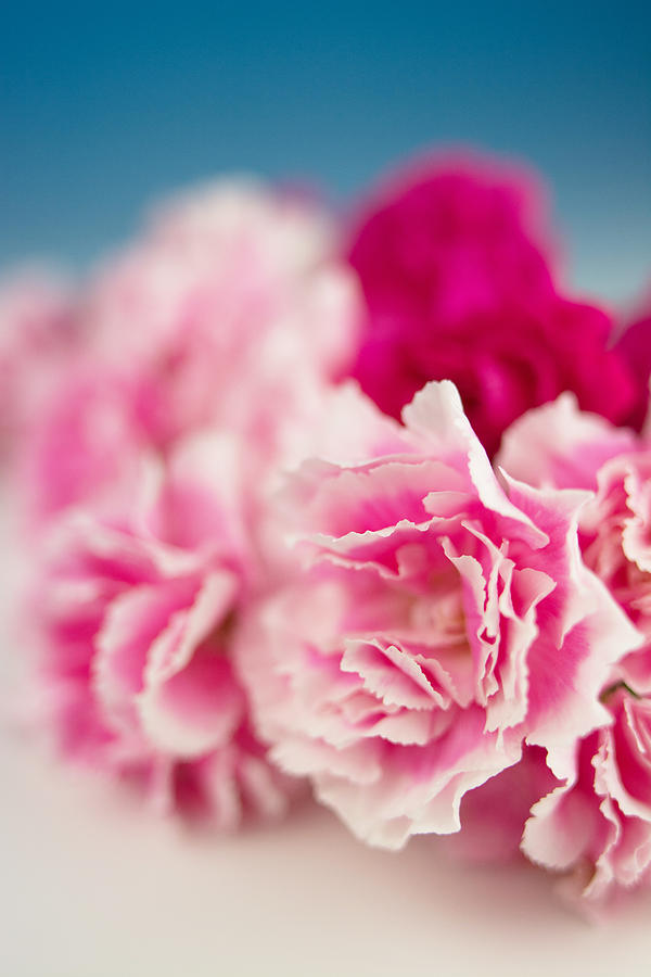 Carnation #1 Photograph by Tomophotography