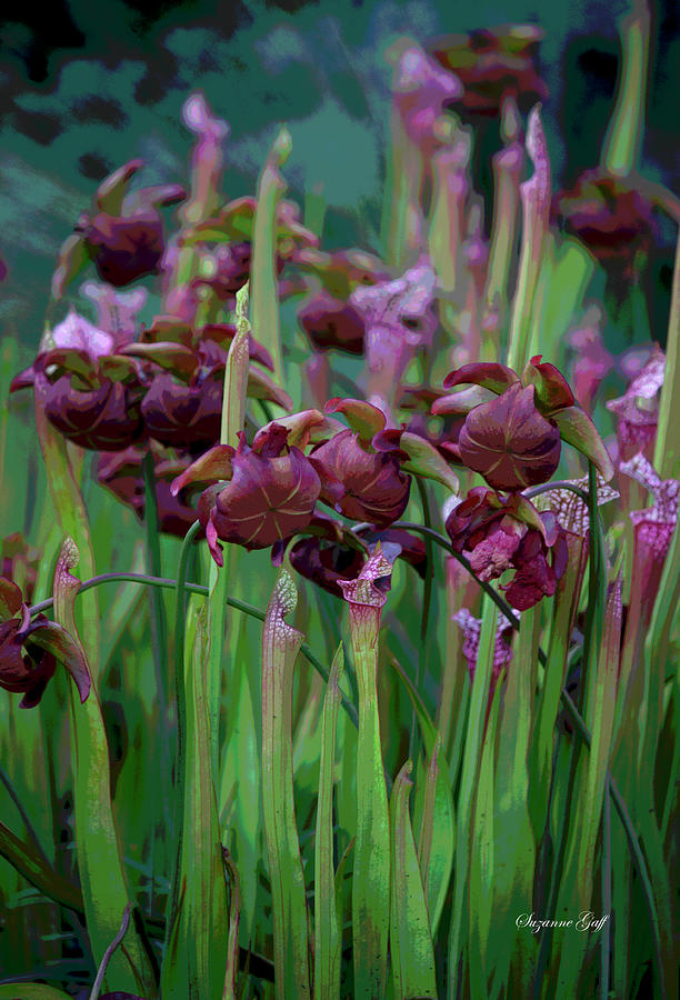 Carnivorous Pitcher Plants in Flower - Posterized #2 Photograph by Suzanne Gaff