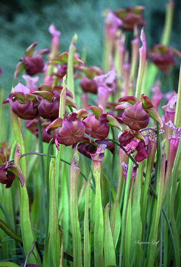 Carnivorous Pitcher Plants in Flower - Watercolor #2 Photograph by Suzanne Gaff
