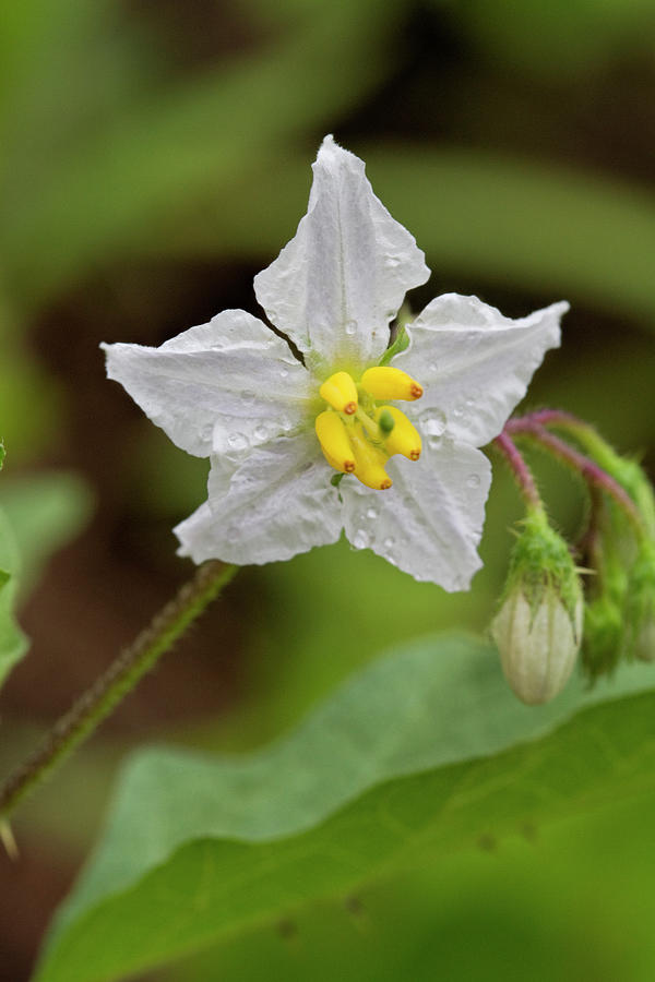 Carolina Horsenettle Wildflower - Solanum carolinense #1 Photograph by Kathy Clark