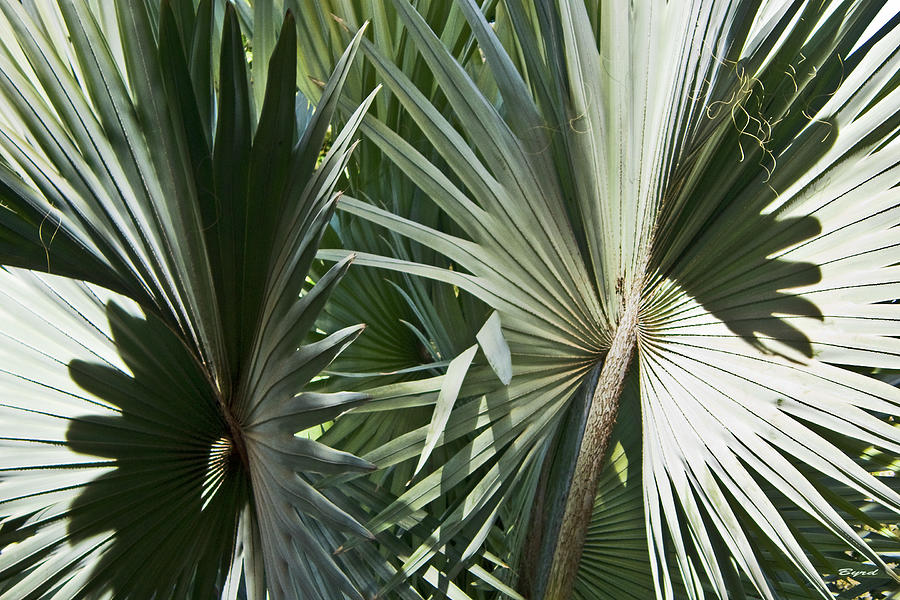 Casablanca Silver Palms Photograph by Christopher Byrd