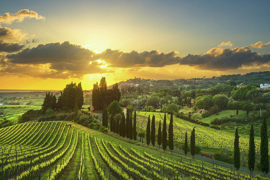 Vineyards in Alta Maremma at Sunset Photograph by Stefano Orazzini
