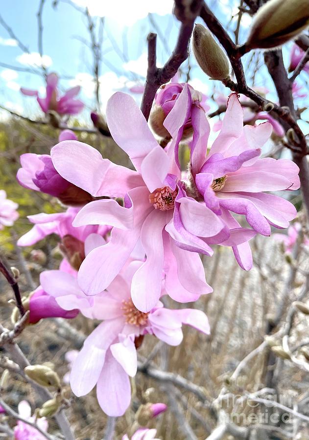 Cascading Pink Magnolias #2 Photograph by Carol Groenen